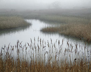 fog on the marsh