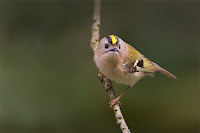 Goldcrest