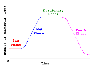 Draw the bacterial growth curve & define each stages in detail.