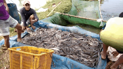 ternak lele sangkuriang sistem bioflok