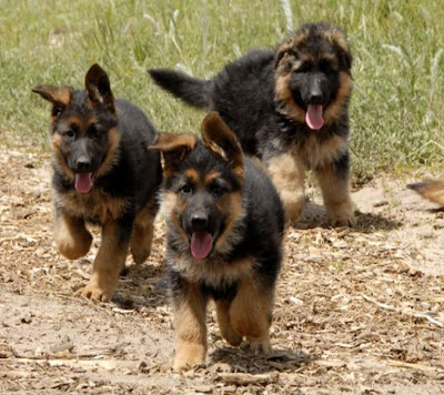 German Shepherd Puppies