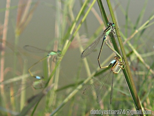 Damselfly mating - Ischnura senegalensis_6