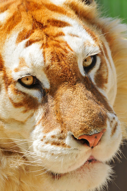 Close-up portrait of the golden tiger by Tambako the Jaguar from flickr (CC-NC-ND)