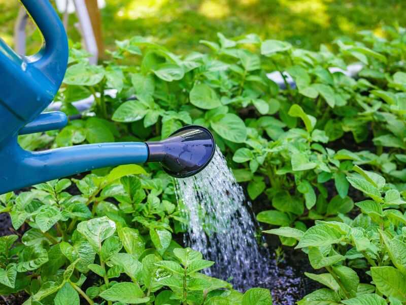 Caring for potatoes plants