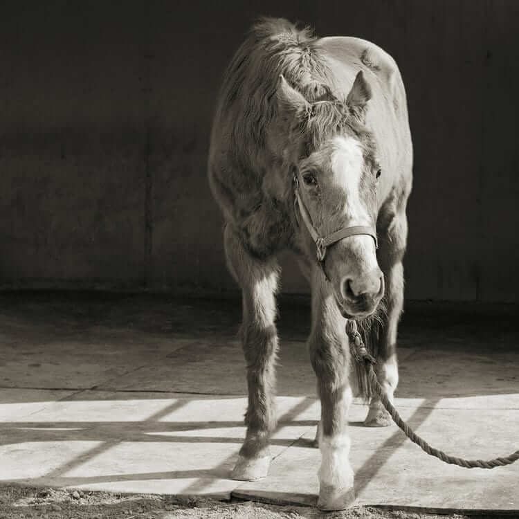 Stunning Black And White Portraits Of Rescued Farm Animals That Were ‘Allowed To Grow Old’