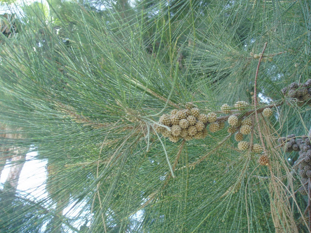 CASUARINA: Casuarina cunninghamiana