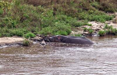 Amazing Story In Kenya Antelope Saved by a Hippo Seen On www.coolpicturegallery.us