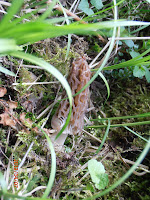 Morchella elata