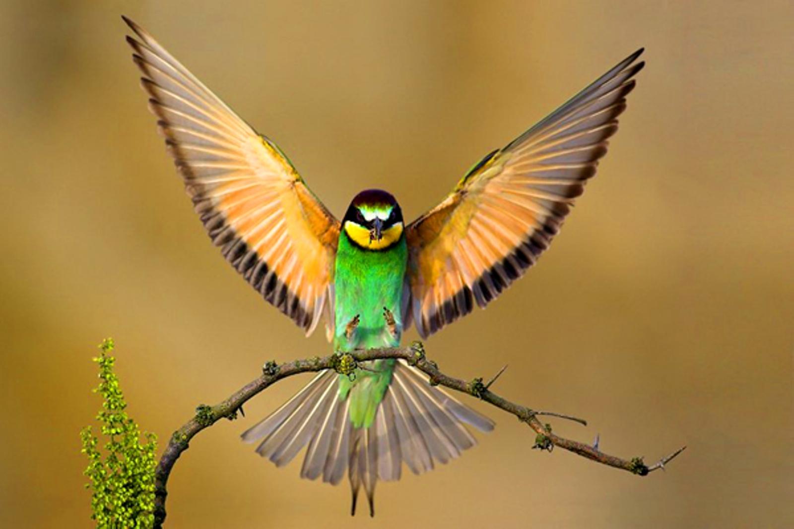 Nature Birds Wallpaper Hd - Basty Wallpaper
