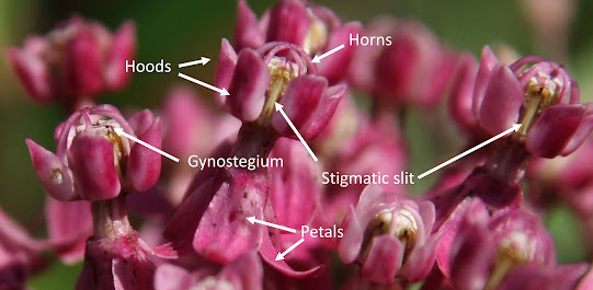 A group of swamp milkweed flowers with the petals, horns, hoods, gynostegium and stigmatic slits labeled.
