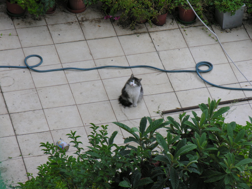 Yes? I know all about the hose! So what? / Evet? Biliyorum, arkamda hortum var! N'olmuş yani?