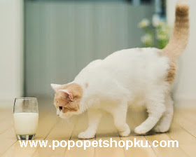 kucing minum susu - popopetshopku.com