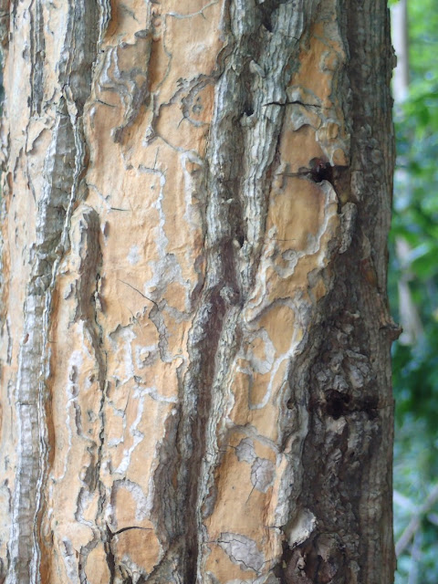 Erythrina stricta