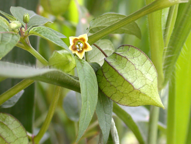 Physalis angulata