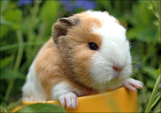 guinea pig