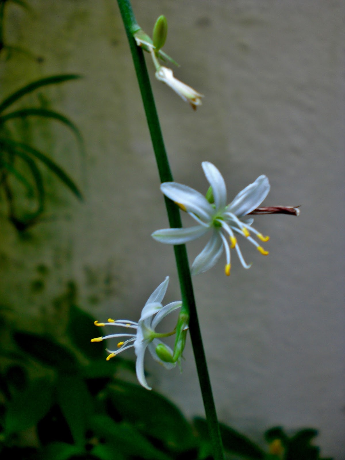 Chlorophytum comosum cinta o  malamadre en floración