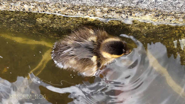 府中の森公園カモの雛