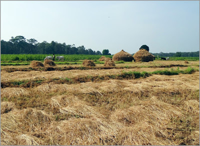 Beberapa Kandungan Bahan Organik Jerami Padi