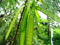 Buah-Buahan Tempatan Dari Desa-kampung