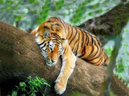 Tiger Pictures 