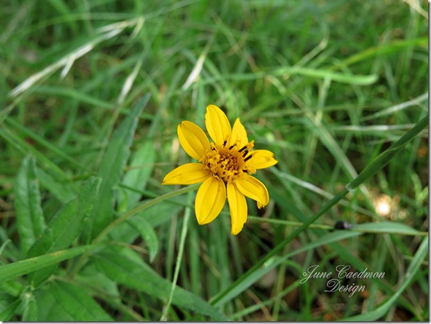 EngelmannDaisy3