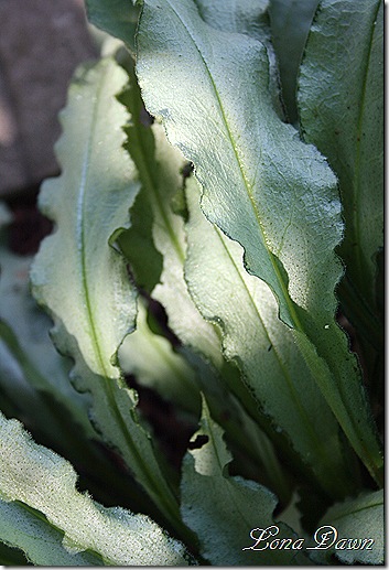 Pulmonaria_DianaClare_Leaves