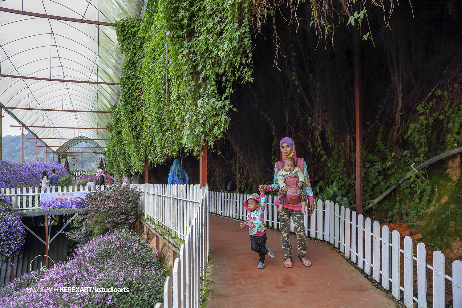 LAVENDER GARDEN CAMERON HIGHLAND