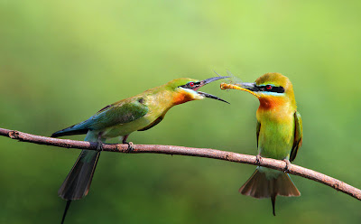 Fotografías de aves exóticas by Sasi Smit (pajarillos de colores)