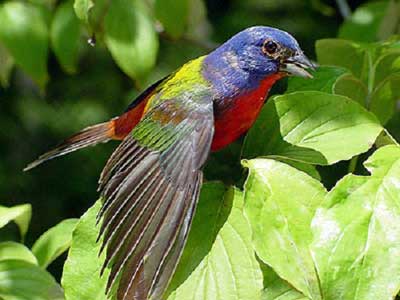 Painted Bunting