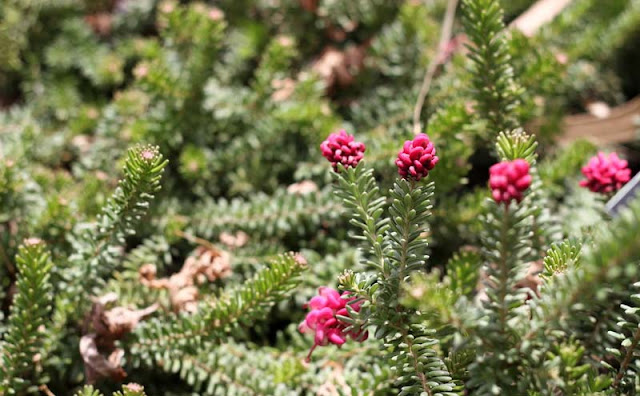 Grevillea Lanigera Flowers