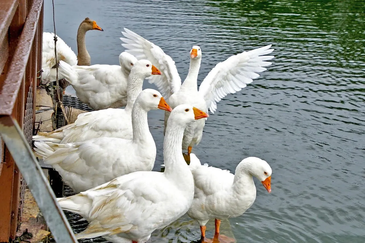 [台南][新營區] 天鵝湖公園｜埤寮埤｜新營唯一天然湖泊｜嘉南埤川國家級濕地｜遊記