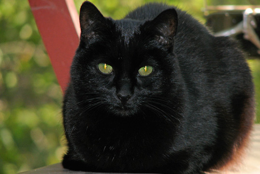 Kitty-Cornered-How-Frannie-and-Five-Other-Incorrigible-Cats-Seized-Control-of-Our-House-and-Made-It-Their-Home