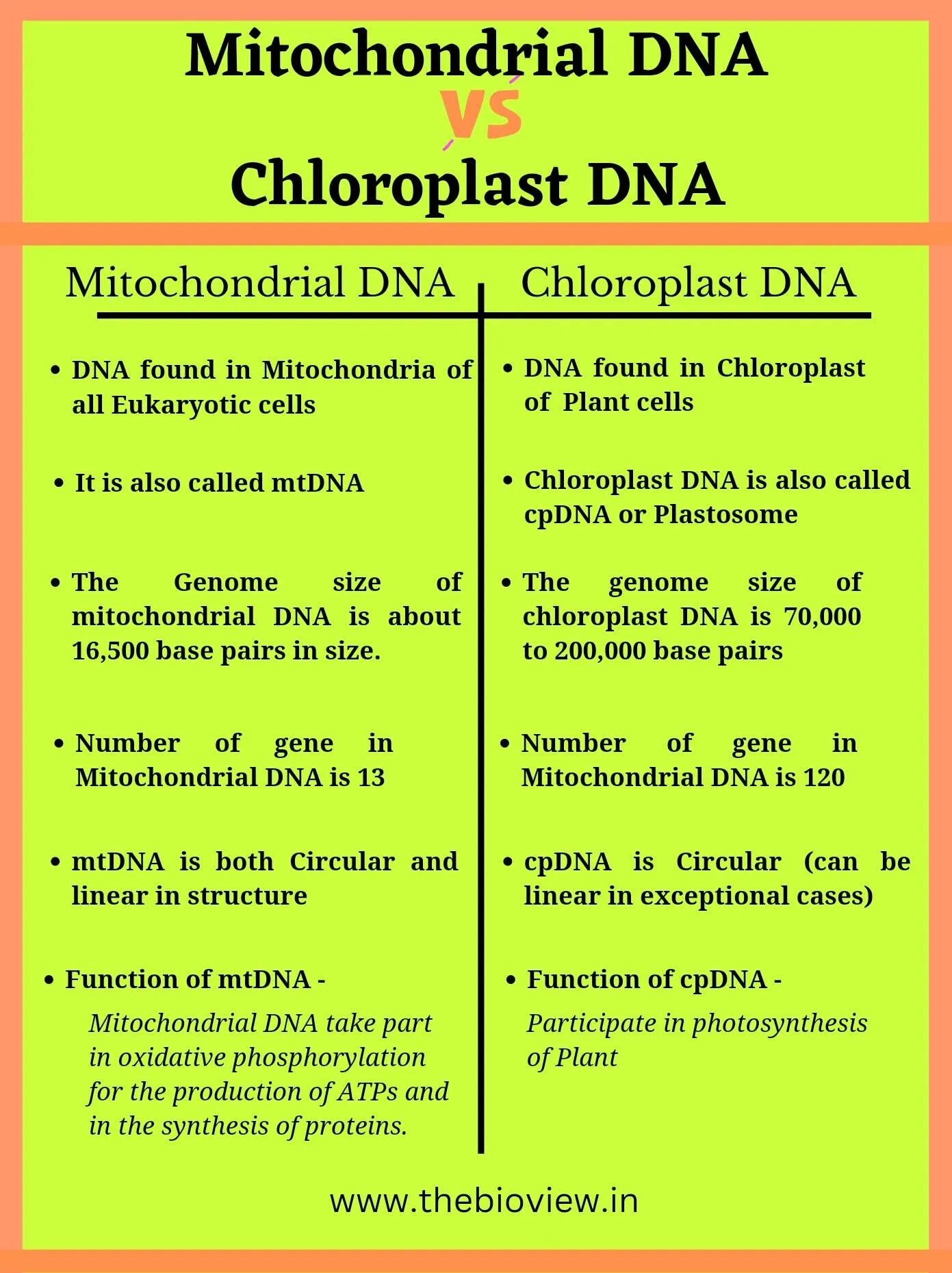 Difference Between Mitochondrial DNA and Chloroplast DNA in tubular form