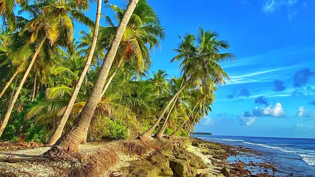 Papel de Parede Natureza Ilha Tropical