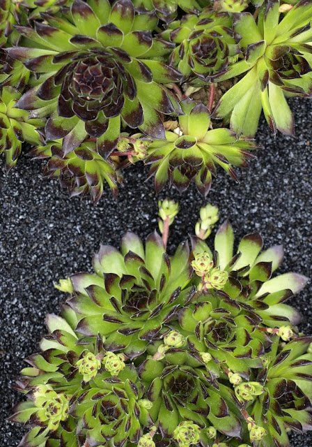 Of Spring and Summer: Chelsea Flower Show 2009 - The Modern Rock ...