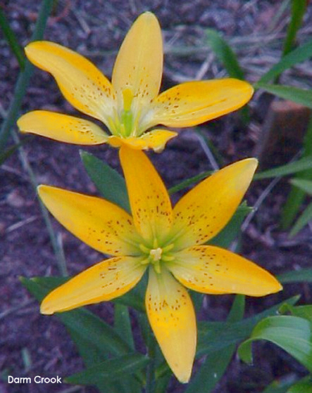 Lilium concolor var. coridion