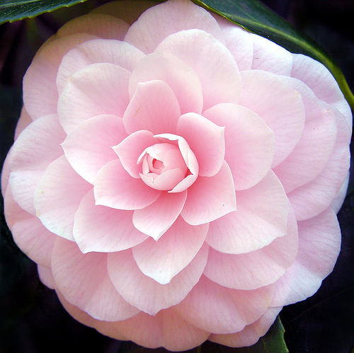 Camellia flower blight is a disease caused by the fungus Ciborinia ...