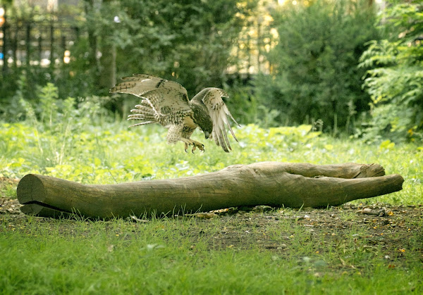 Tompkins Square red-tailed hawk fledgling