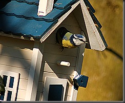 IMG_9121