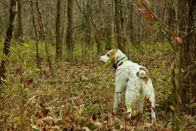 Brittany in the woods Brittany in the woods