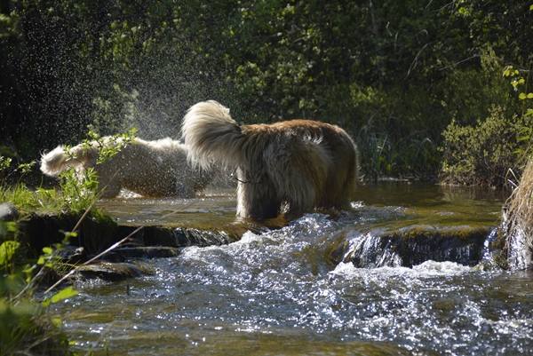 golden retriever leonberger elva