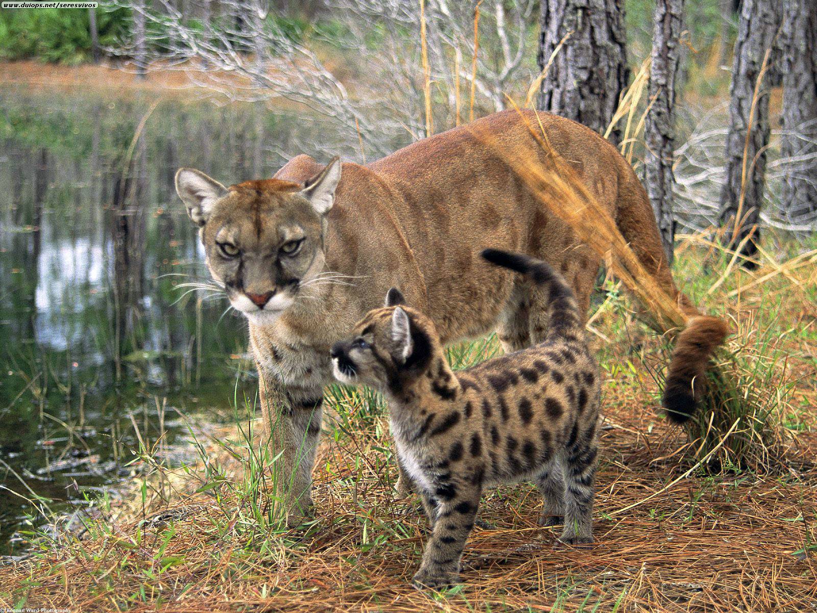 Florida Panther: FLORIDA PANTHERS are Going EXTINCT!!!!!