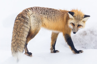 Information about the fox animal