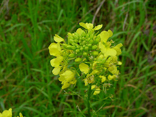 flor do agrião