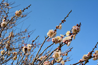 茨城県フラワーパーク河津桜