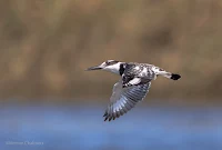 Pied Kingfisher -Birds In Flight Photography Cape Town with Canon EOS 7D Mark II Copyright Vernon Chalmers