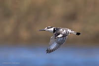 Pied Kingfisher -Birds In Flight Photography Cape Town with Canon EOS 7D Mark II Copyright Vernon Chalmers