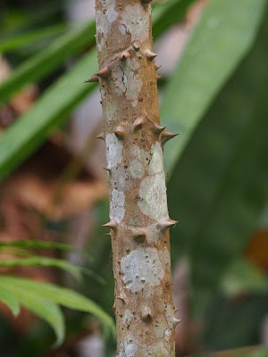 Ghost Foot Tree, Trevesia sp., stem, spikes