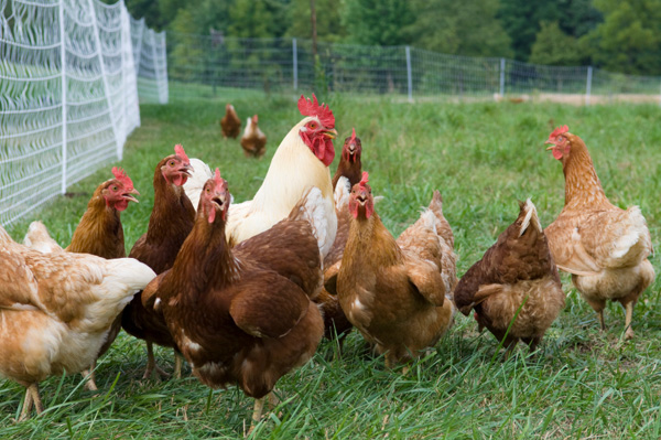 Free-Range Chickens