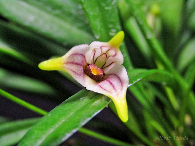 Masdevallia striatella care and culture